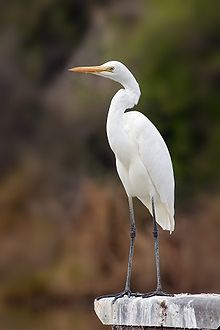 Great White Egret